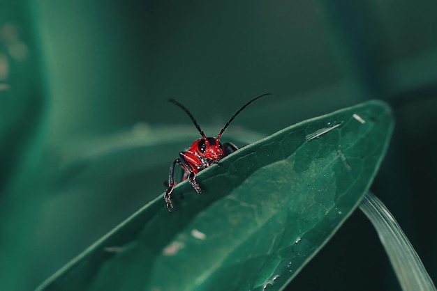 Closeup of a red winged wingless insect on the leaves of a tree