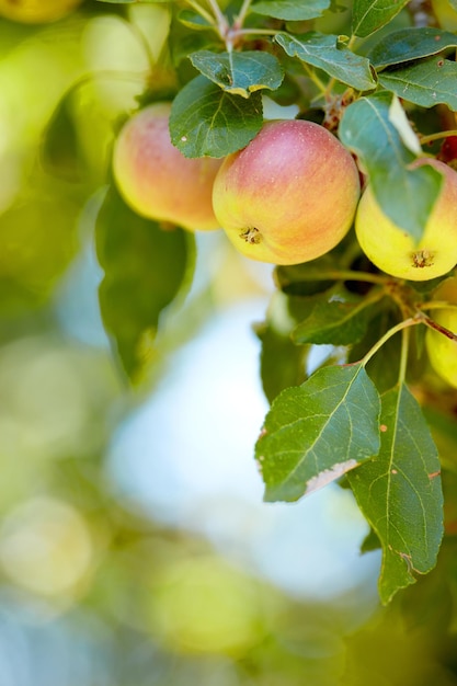 Closeup of red and yellow apples growing on a tree branch in summer with copyspace Fruit hanging from an orchard farm tree with bokeh and copy space Sustainable organic agriculture in countryside