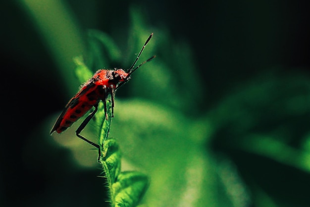 Primo piano di un insetto senza ali redwinged sulle foglie di un albero