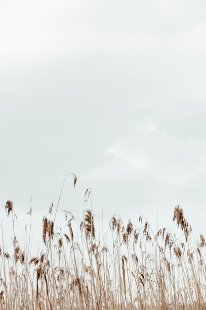 Closeup of reed stalks against the blue sky.