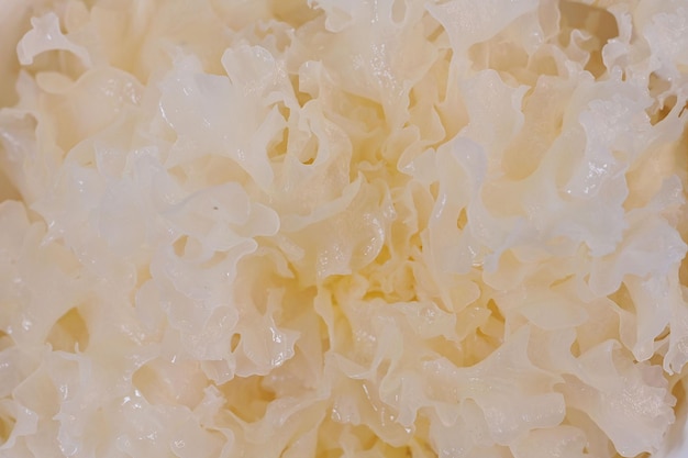 Близкий взгляд на регидированный снег или белый гриб Tremella fuciformis, готовый к употреблению в пищу