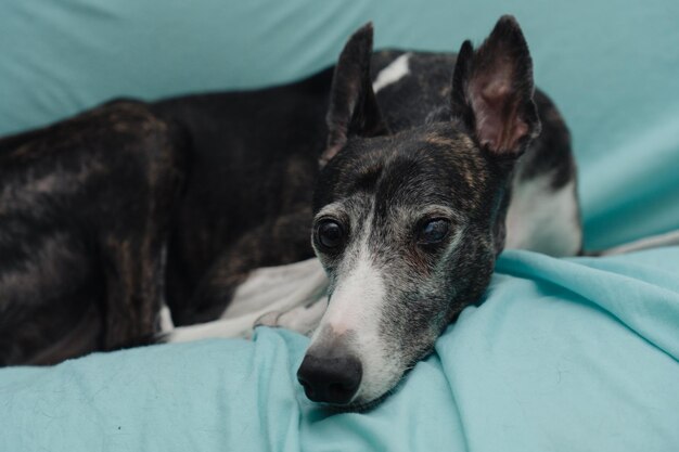 Closeup of a rescued greyhound blind in one eye and with cropped ears