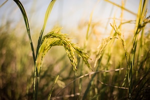 Closeup rice field in countryside thailand, landscape of rice paddy in the morning with copy space