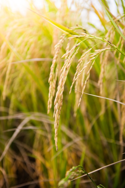 closeup of rice field in nature