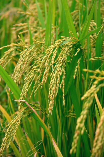 Closeup of a rice plant in a field
