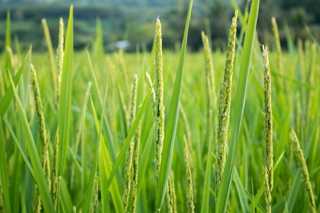 Closeup of rice spike in Paddy field on autum