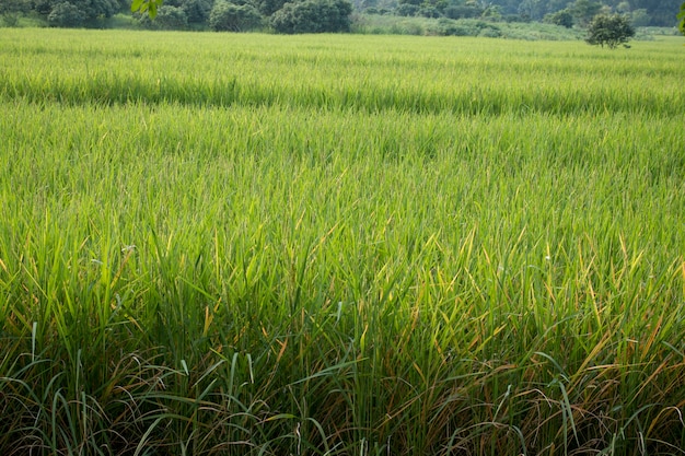 Closeup of rice spike in Paddy field on autum