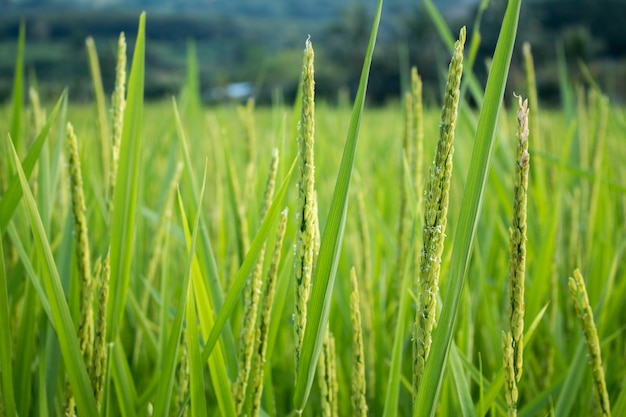 Closeup of rice spike in Paddy field on autum