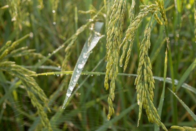 Photo closeup of rice spike in paddy field on autumn