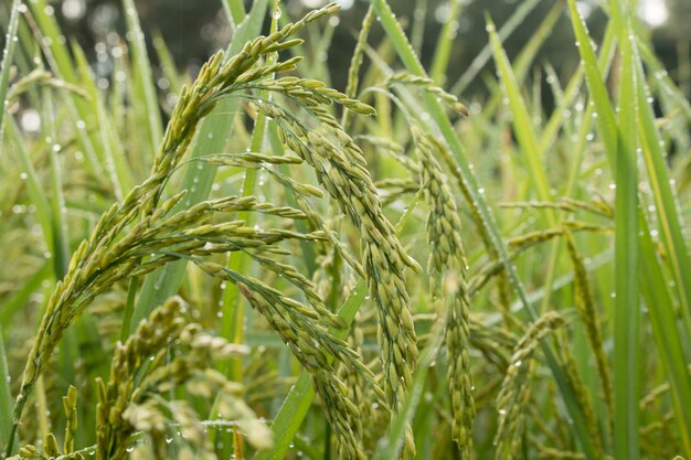 Photo closeup of rice spike in paddy field on autumn