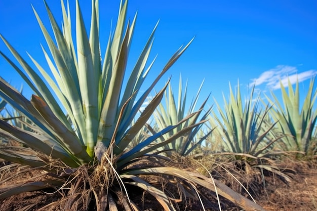 Closeup of ripe blue agave plants ready for harvest