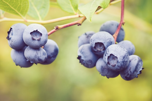 Closeup of ripe blueberry fruit on a branch