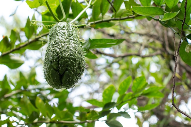 Closeup of a ripe chayote ready to be harvested Green fruit hanging from the tree