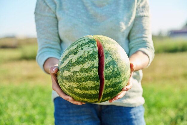 Closeup of ripe cracked watermelon in hands of woman outdoor Female with watermelon in organic farm Agriculture harvesting farming healthy natural vitamin food