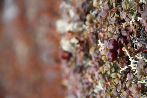 Closeup of ripe lowbush cranberries or lingonberries found on the arctic tundra