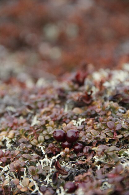 Closeup of ripe lowbush cranberries or lingonberries found in the fall in the arctic tundra