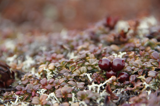 Closeup of ripe lowbush cranberries or lingonberries found in the fall in the arctic tundra