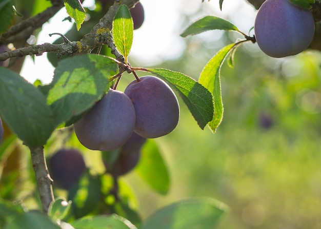 Primo piano di prugne mature su un ramo di un albero nel frutteto 11