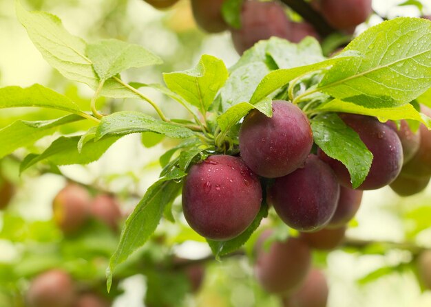 closeup of ripe plums on a tree branch in the orchard