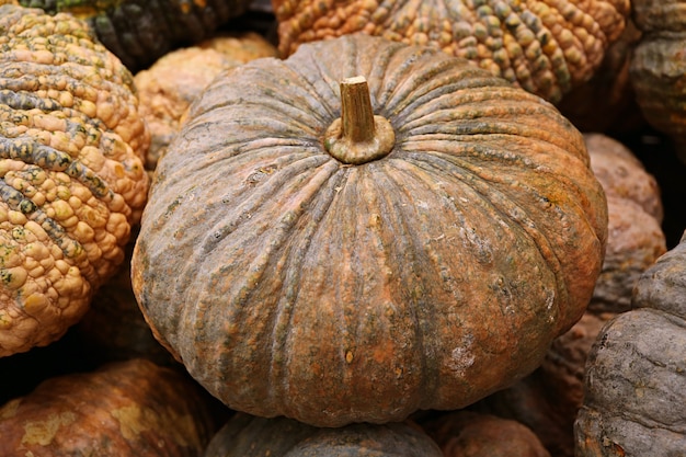 Closeup of a ripe pumpkin on the pile