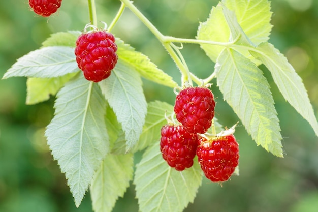 closeup ripe raspberries on the bush ready for harvest