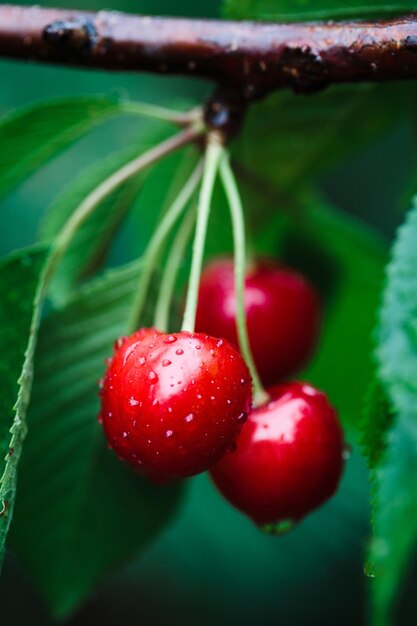 Foto close-up di bacche di ciliegio rosso mature su un albero tra foglie verdi