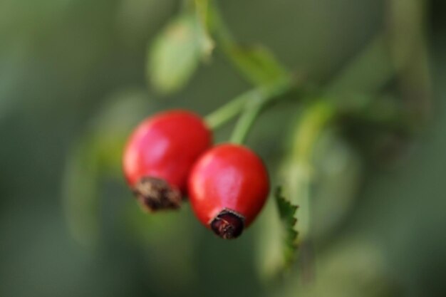 Closeup ripe red rose hip