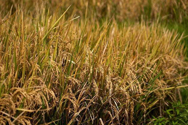 Closeup of ripe rice in a paddy field Rice plantations on the island of Bali