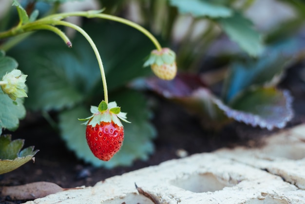 Foto primo piano di una fragola matura su sfondo sfocato.