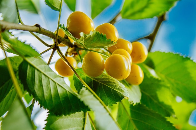 Closeup of ripe sweet yellow red cherries on branch