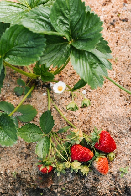 Closeup of ripe and unripe strawberries in the garden Fresh strawberries grown in greenhouses