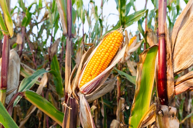 Closeup of ripe yellow dried corn growing in an agricultural field, open ears plant, autumn season