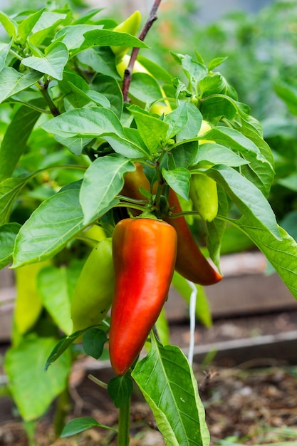 Closeup of ripening peppers in the organic pepper plantation
