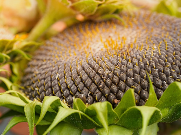 Closeup of a ripening sunflower macro black sunflower\
seeds