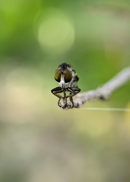 Closeup of a robber fly eyes on a green branch