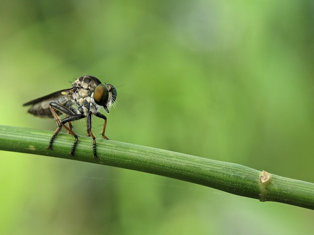 Closeup of a robber fly on a green branch