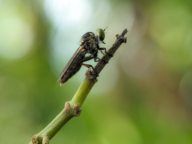 Closeup of a robber fly on a green branch