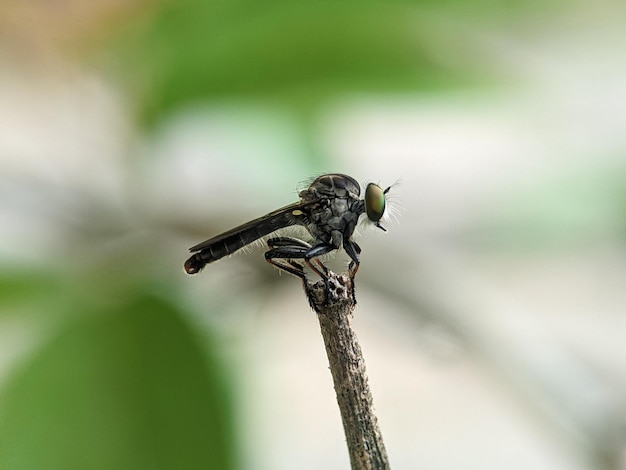 Closeup of a robber fly on a green branch