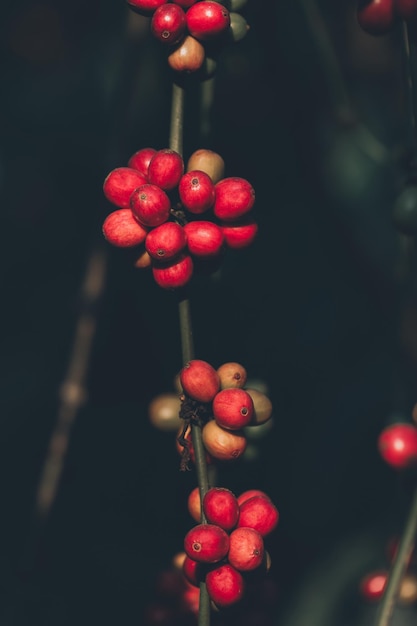 농장에서 나무에 과일을 익히는 로부스타 커피 콩의 근접 촬영