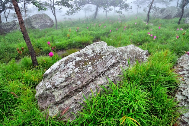 サイアムチューリップの花畑の中の岩の拡大写真Pa Hin Ngam National Park