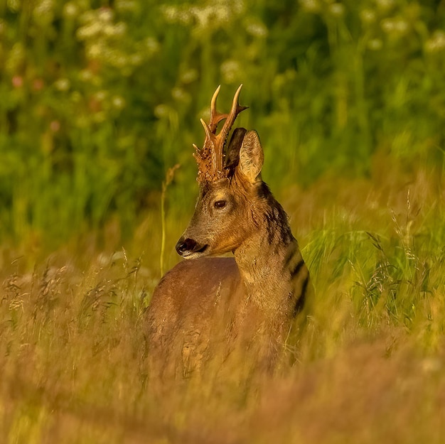 Closeup of a roe deer with small antlers captured in a beautiful grassland