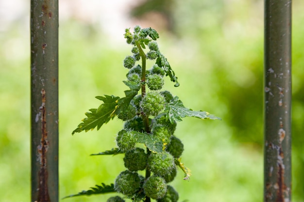 Closeup on a Roman nettle