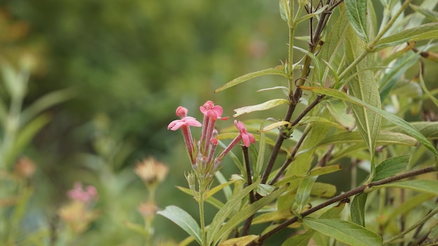파나마 로즈라고도 알려진 Arachnothryx leucophylla의 장미 색 꽃의 근접 촬영