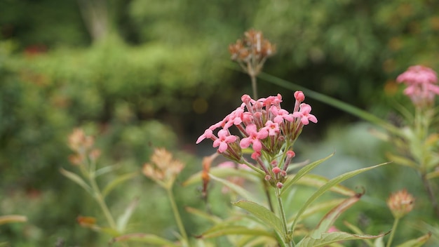 Photo closeup of rose color flowers of arachnothryx leucophylla also known as panama rose