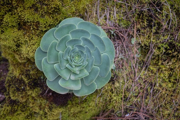 Closeup of rose crassula or aeonium aureum in Tenerife Canary islands Rare succulent on moss background Symmetrical fleshy bluegreen leaves Floral mandala shape Exotic flora