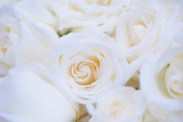 closeup rose flower with soft focus, nature background, romantic day