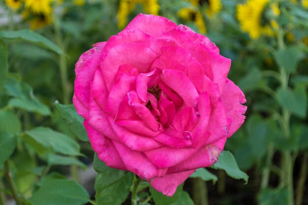 Closeup of rose in a garden