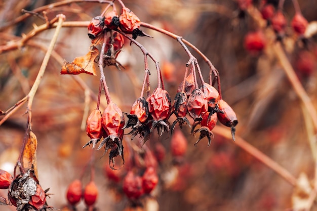 Closeup of rose hip fully covered with aged red berries on blurred background Healthy plant for making tee and treatment Observing nature while walking in forest