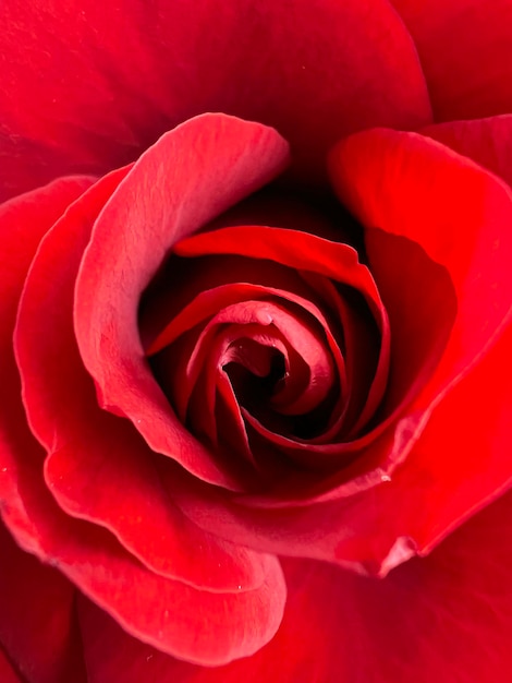 Closeup of rose in trendy red color High quality photo