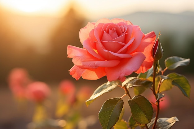 Closeup of a rose with a blurred background of a country field